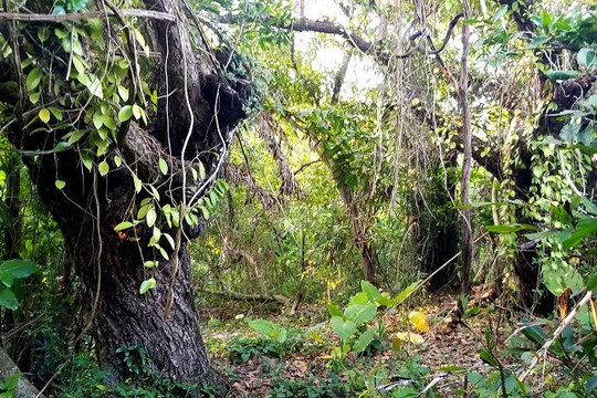 Quảng Trị: Đề xuất thành lập Khu rừng đặc dụng bảo vệ cảnh quan đảo Cồn Cỏ