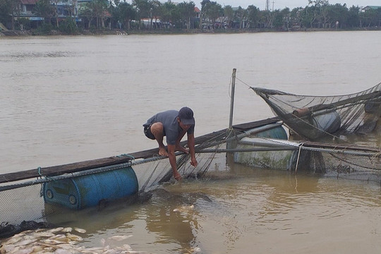Thừa Thiên Huế: Hơn 6 tấn cá nuôi lồng trên sông Bồ bị chết do mưa lũ