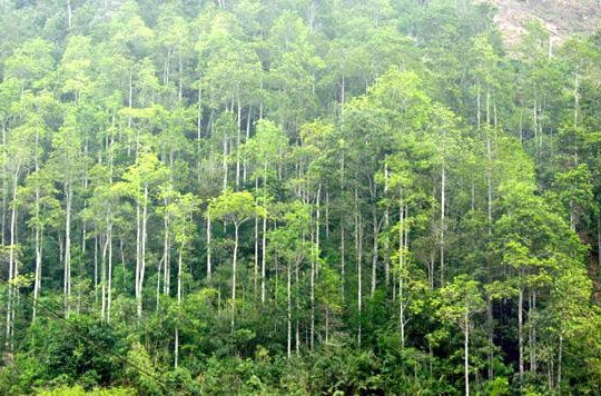 Cả nước thu 3.200 tỷ đồng tiền dịch vụ môi trường rừng trong 10 tháng năm 2022