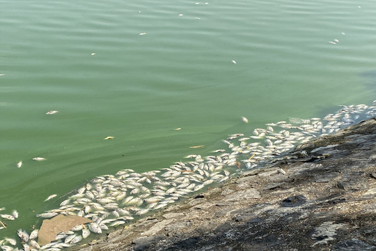 Hải Phòng: Nguyên nhân nào khiến cá chết hàng loạt ở hồ Phương Lưu?