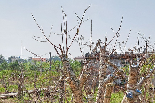 Hàng chục nghìn cây đào bán Tết ở Thái Bình bỗng chết hàng loạt