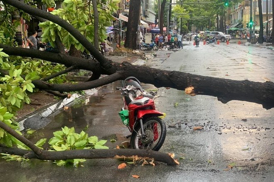 TP Hồ Chí Minh: Rà soát, đảm bảo an toàn cây xanh đô thị trong mùa mưa bão