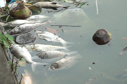 Làm sao để hạn chế tình trạng cá chết hàng loạt ở hồ Tây?