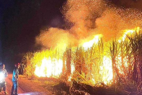 Bình Dương: Cháy lớn tại vườn mía rộng hơn 10.000 m2
