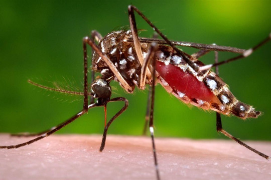 Những biện pháp phòng ngừa muỗi gây bệnh sốt xuất huyết