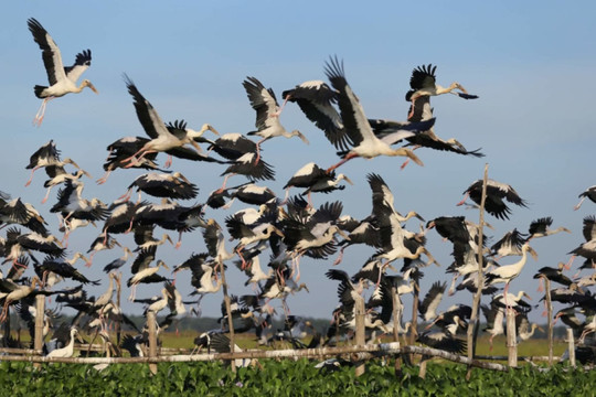 Nghệ An đẩy mạnh quy định pháp luật về bảo vệ các loài chim hoang dã, di cư