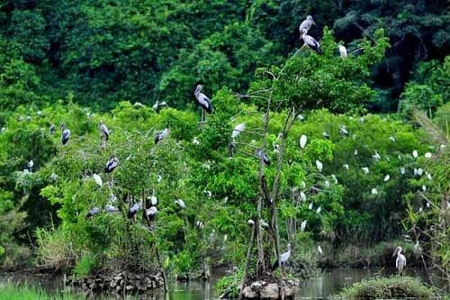 Đồng Tháp: Bảo tồn, phát triển hệ sinh thái Vườn quốc gia Tràm Chim gắn với du lịch