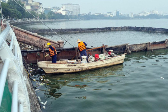 Hà Nội yêu cầu xử lý dứt điểm tình trạng cá chết ở hồ Tây