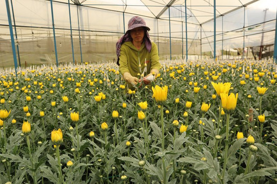 Đà Lạt dự kiến cung ứng ra thị trường gần 200 triệu hoa cành