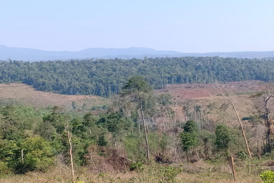 Đắk Nông chấn chỉnh công tác quản lý, bảo vệ rừng