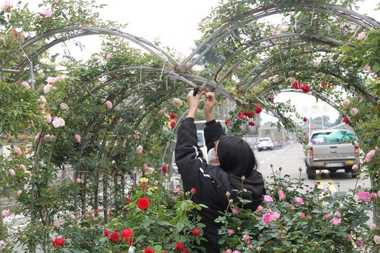 Hà Nội: Lần đầu tiên tổ chức Festival hoa Mê Linh với chủ đề "Mê Linh rực rỡ sắc hoa"