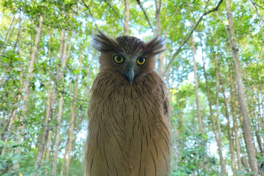 Loài chim cú quý hiếm xuất hiện trở lại Vườn quốc gia Mũi Cà Mau