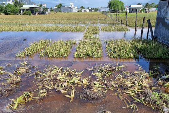 Ninh Thuận: Hàng trăm hecta rau màu phục vụ Tết bị chìm trong biển nước