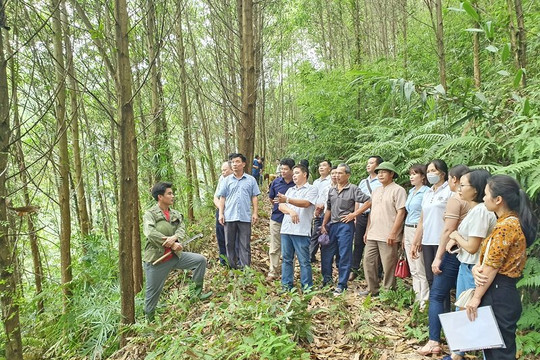 Bảo vệ những cánh rừng cổ thụ ở Tuyên Quang