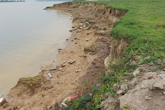 Nghệ An: Sông Lam sạt lở nghiêm trọng, ảnh hưởng đến sản xuất nông nghiệp
