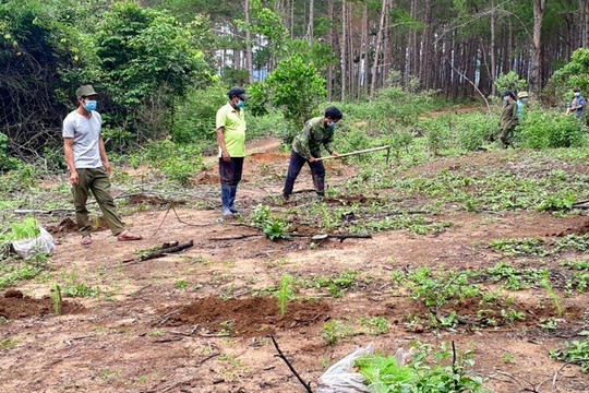Gia Lai: Tháo gỡ khó khăn bảo vệ rừng