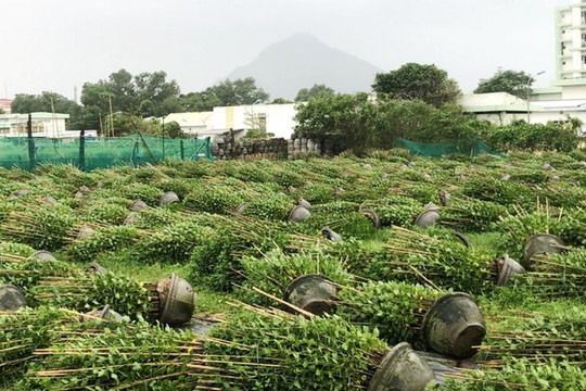 Phú Yên: Nhiều thiệt hại do gió mùa đông bắc, hàng nghìn chậu hoa Tết ngã đổ