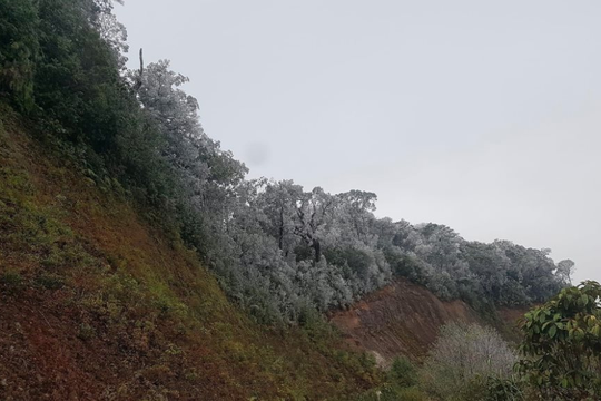 Nghệ An: Tuyết phủ trắng rừng cây dưới cái lạnh âm 3 độ
