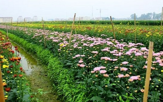 Người dân trồng hoa Mê Linh lo lắng thất thu vụ Tết do thời tiết khắc nghiệt