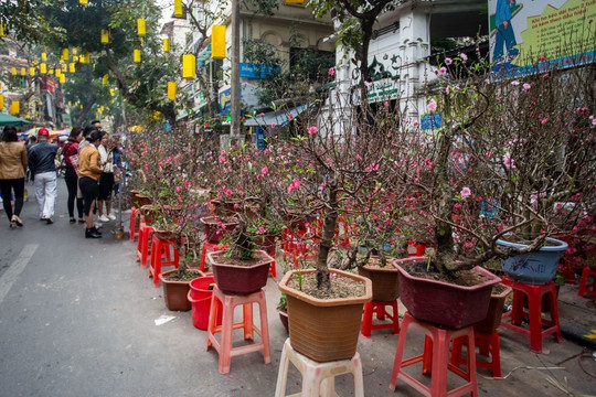 Hà Nội cấm nhiều tuyến đường để mở chợ hoa Tết 2023