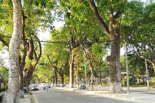 Xà Cừ - loại cây giảm thiểu sức nóng toàn cầu và khói bụi đường phố