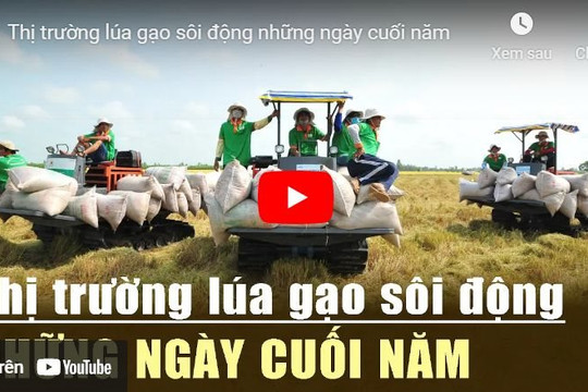 [VIDEO] Thị trường lúa gạo sôi động những ngày cuối năm