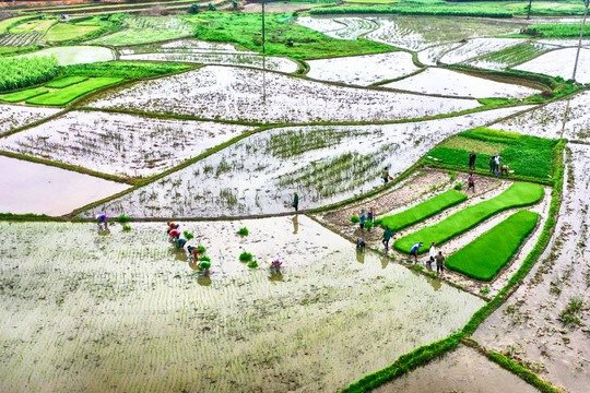 Lấy nước đợt 1 gieo cấy lúa Đông Xuân 2022-2023
