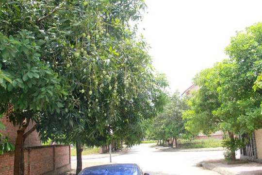 Xoài - loại cây ăn quả, cây xanh bóng mát đô thị