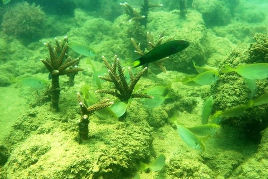 Nỗ lực bảo tồn các hệ sinh thái san hô vịnh Nha Trang