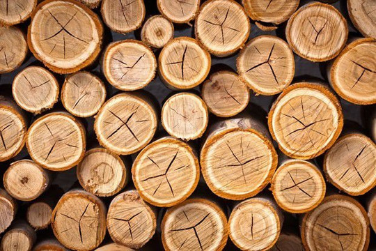 Cây gỗ keo và những ứng dụng trong đời sống