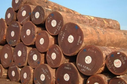 Đặc điểm và ứng dụng của gỗ lim Nam Phi
