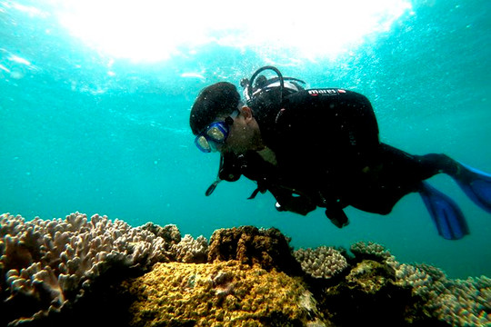 Khánh Hòa nỗ lực phục hồi hệ sinh thái rạn san hô
