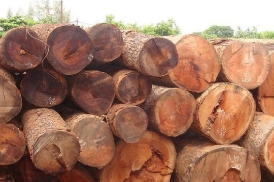 Tại sao gỗ gõ đỏ Nam Phi được ưa chuộng trong sản xuất nội thất?