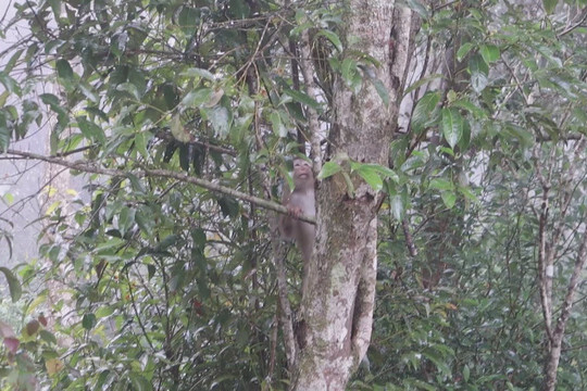 Quảng Ngãi: Thả 3 cá thể khỉ đuôi lợn về rừng tự nhiên