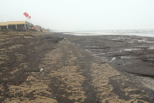 Nghệ An: Bãi tắm Cửa Lò bị nhuộm đen vì mùn biển