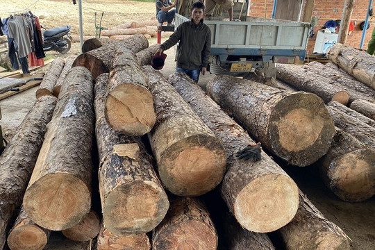Lâm Đồng: Khẩn trương điều tra, xử lý nghiêm vụ phá rừng thông tại huyện Đam Rông