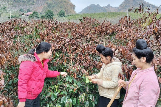 Sơn La: Khẩn trương khắc phục diện tích cây cà phê bị ảnh hưởng bởi sương muối