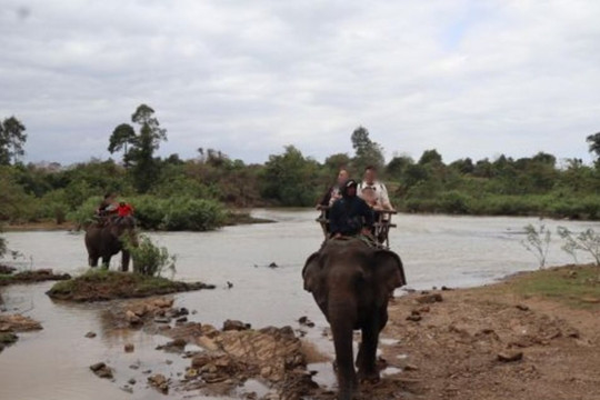 Đắk Lắk: Một trung tâm du lịch dừng dịch vụ cưỡi voi cho khách