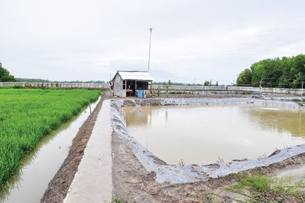 Thiếu nước mặn, nông dân nuôi tôm nước lợ vùng Đồng bằng sông Cửu Long gặp khó