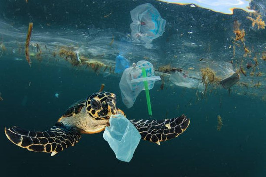 WWF kêu gọi hành động khẩn cấp bảo vệ các hệ sinh thái đại dương