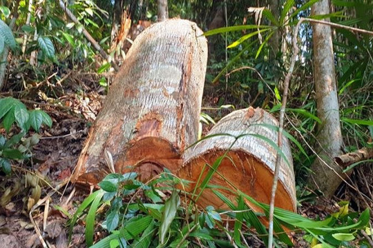 Quảng Nam: Rừng phòng hộ ở xã Tư, huyện Đông Giang bị xâm hại nghiêm trọng
