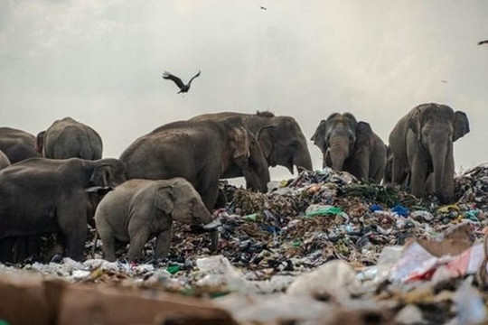 Đồ nhựa dùng một lần bị cấm ở Sri Lanka