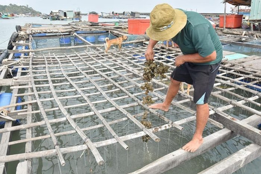 Cá chết hàng loạt ở Kiên Giang nghi do ô nhiễm nguồn nước?