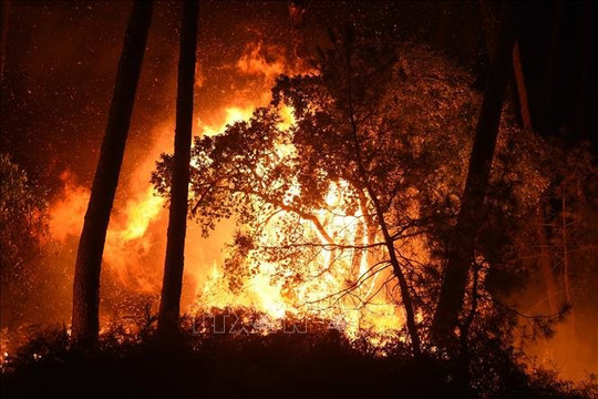 Cháy lớn hơn 100ha rừng ở miền Đông Cuba 