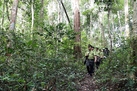 Xây dựng tín chỉ carbon rừng ở Việt Nam - Bài 3: Sẵn sàng hướng tới thị trường tỷ đô