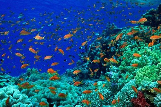 Chung tay bảo vệ và bảo tồn các đại dương trên thế giới