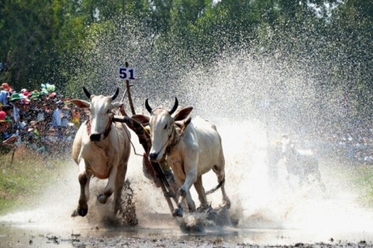 Đua bò Bảy Núi - Một trong các lễ hội ở Việt Nam thú vị