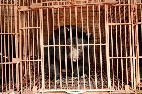 Hà Nội: Cứu hộ 5 cá thể gấu ngựa sau nhiều năm bị nuôi nhốt