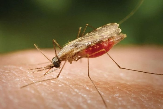 Biến đổi khí hậu làm gia tăng nguy cơ lây lan bệnh sốt rét ở Châu Phi