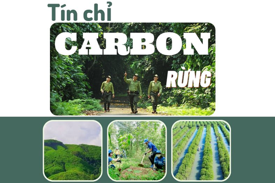 Xây dựng tín chỉ carbon rừng ở Việt Nam 